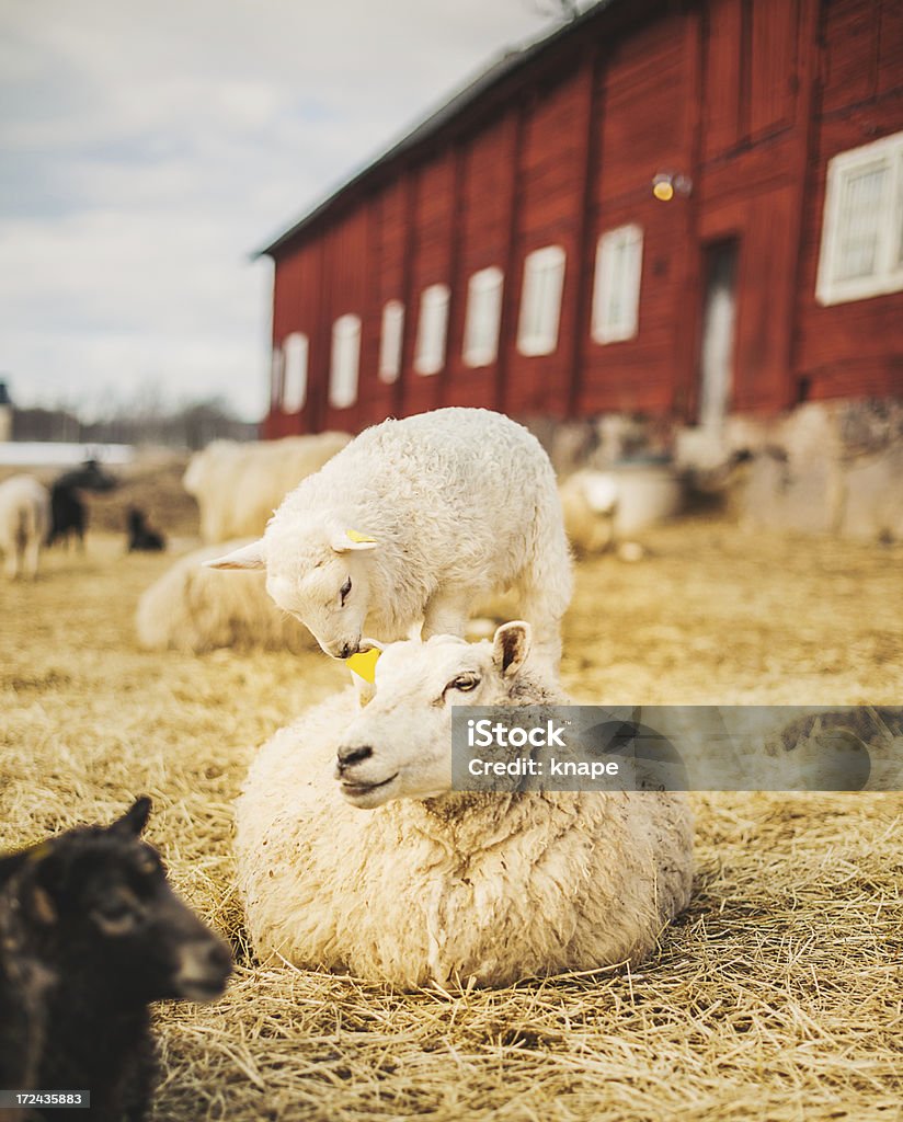 Engraçado ovelhas e cordeiros - Royalty-free Quinta Foto de stock
