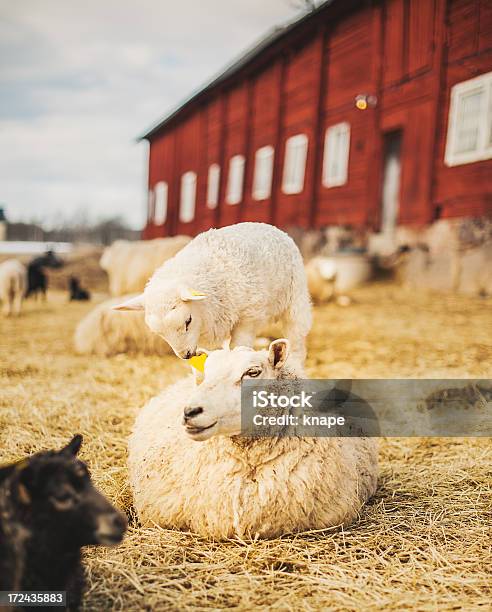 Engraçado Ovelhas E Cordeiros - Fotografias de stock e mais imagens de Quinta - Quinta, Suécia, Animal