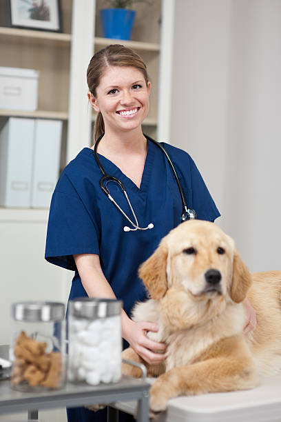 istock Golden Retriever at the Vet 172435916