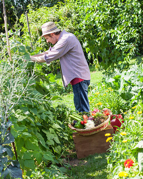 istock Harvest Vegetable Garden 172436025