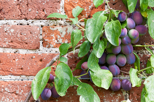 English Czar cultivar plums ripening in late summer. This variety, is one of the most popular culinary varieties with an excellent flavour. The tree, grown here as an espalier tree against a wall, is a vigorous grower and produces a large crop of fruit as evidenced here. One of the variety’s advantages is that it is self-fertile and thus the blossom requires no pollination. The variety was developed in England in the 1870’s. Good copy space.