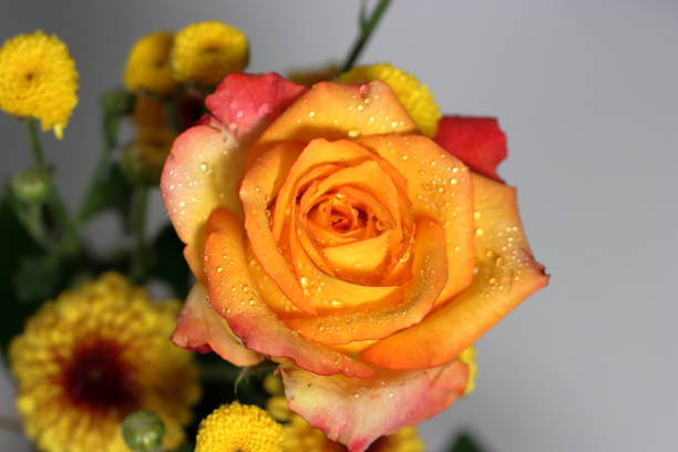 rose closeup macro photo