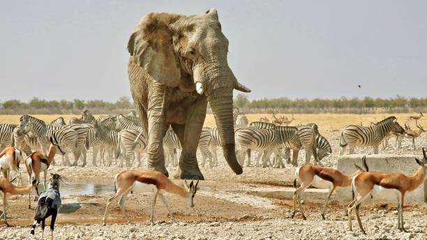 big male elephant arrives at a overcrowded waterhole - giraffe namibia africa animal imagens e fotografias de stock