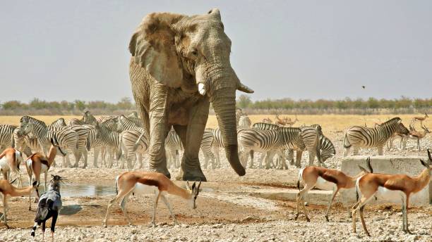 большой самец слона прибывает к переполненному водопою - giraffe namibia africa animal стоковые фото и изображения