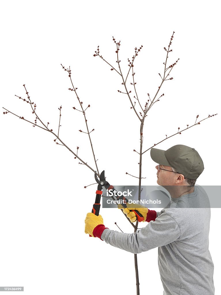 Man Pruning a Tree "Man pruning a tree, isolated on white.Please also see:" Branch - Plant Part Stock Photo