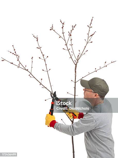 Man Pruning A Tree Stock Photo - Download Image Now - Branch - Plant Part, Cutting, Maple Tree