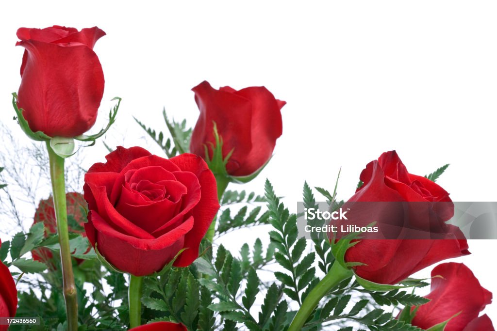 빨간 장미 (XL - 로열티 프리 0명 스톡 사진