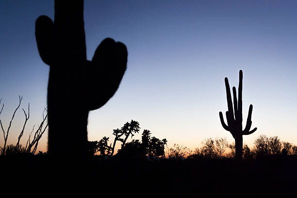 Cactus at Sunset Various cactus plants at sunset thorn bush stock pictures, royalty-free photos & images