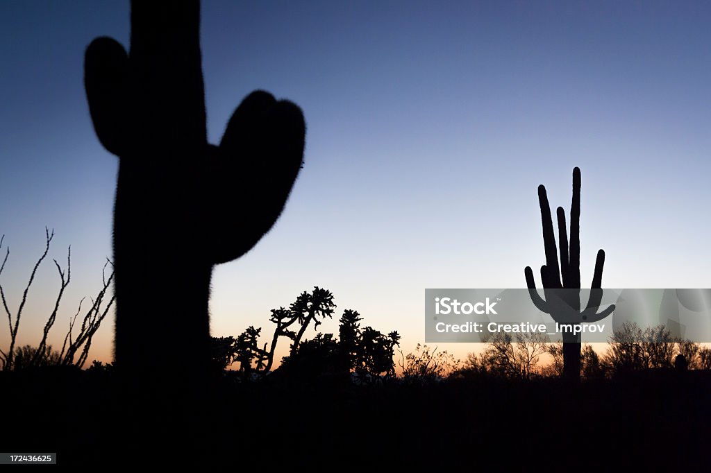 Cato ao pôr do sol - Royalty-free Agave lecheguilla Foto de stock