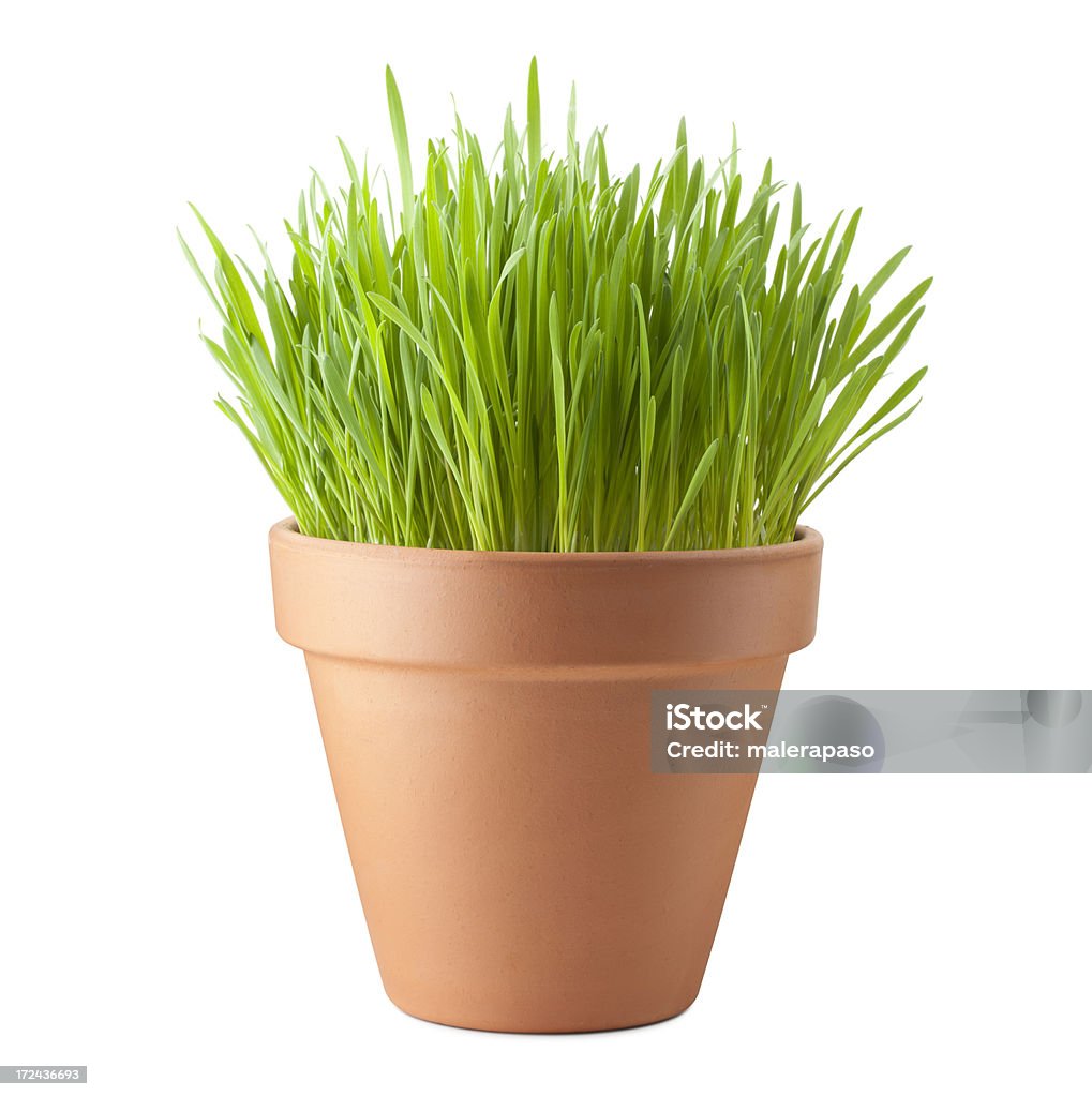 鉢植えの芝生 - 植木鉢のロイヤリティフリーストックフォト