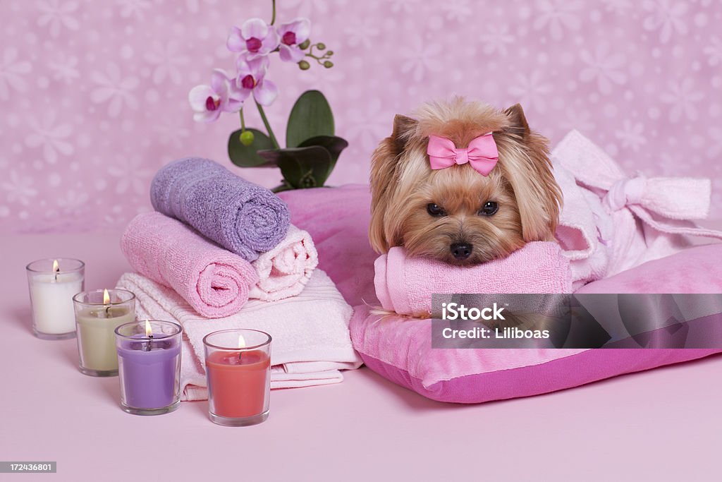Yorkshire Terrier Spa Yorkshire Terrier at the spa.Some others you might also like: Yorkshire Terrier Stock Photo