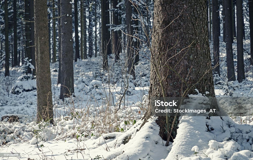 ユキコ森林の冬 - まぶしいのロイヤリティフリーストックフォト