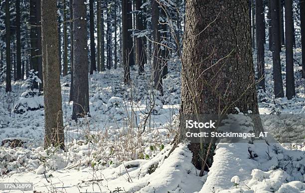 ユキコ森林の冬 - まぶしいのストックフォトや画像を多数ご用意 - まぶしい, オーストリア, ザルツカンマーグート