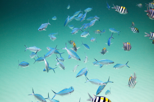 School of  tropical fish. Image was taken near the Similan islands. ThailandSame photos and more you can find here:
