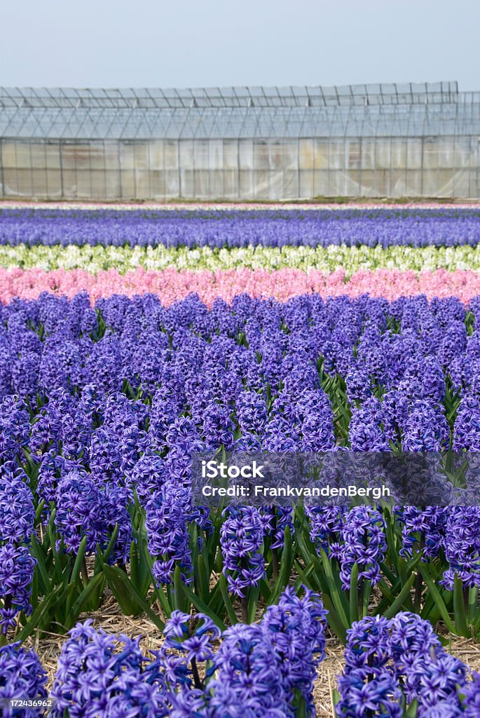 Blu, bianco e rosa hyacinths - Foto stock royalty-free di Blu