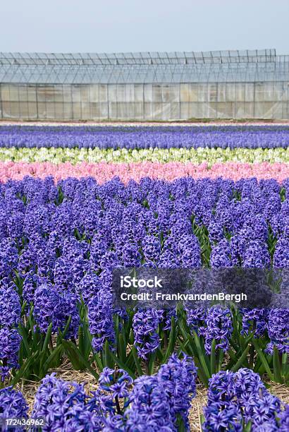 Blu Bianco E Rosa Hyacinths - Fotografie stock e altre immagini di Blu - Blu, Fiore, Serra