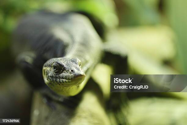 Water Monitor Stock Photo - Download Image Now - Animal, Animal Wildlife, Animals In The Wild