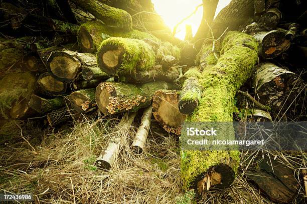 Herbstlichen Wald Motiv Stockfoto und mehr Bilder von Abgestorbene Pflanze - Abgestorbene Pflanze, Ast - Pflanzenbestandteil, Baumbestand