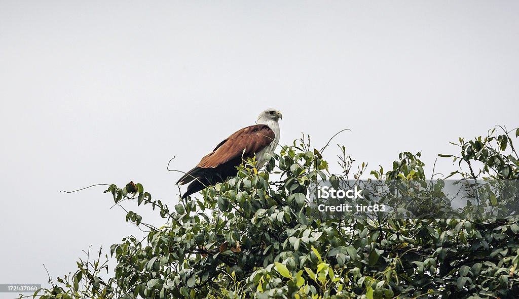 Brahminy Kite (Haliastur indus), também conhecido como Red-de-dorso-mar-eagle na Austrália - Foto de stock de Falcão - Ave de rapina royalty-free