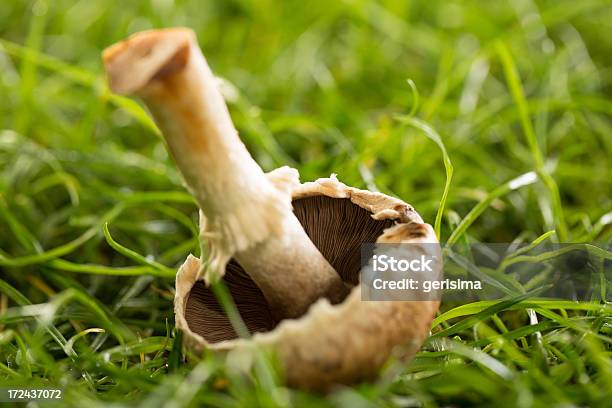 Foto de Cogumelos Frescos Em Floresta e mais fotos de stock de Campo - Campo, Cogumelo - Fungo, Comida