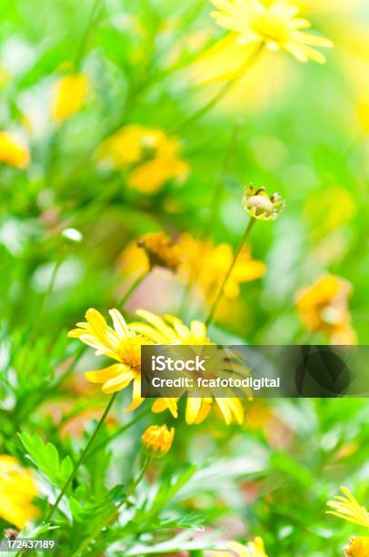 Flores De Primavera Foto de stock y más banco de imágenes de Aire libre - Aire libre, Amarillo - Color, Belleza de la naturaleza