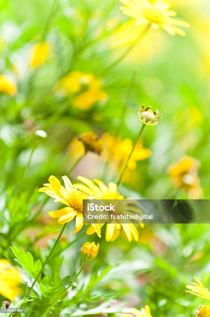 Flores de Primavera - Royalty-free Amarelo Foto de stock