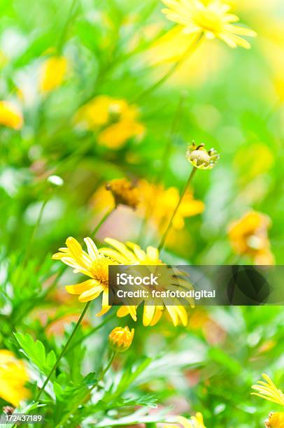 Flores De Primavera - Fotografias de stock e mais imagens de Amarelo - Amarelo, Ao Ar Livre, Argyranthemum