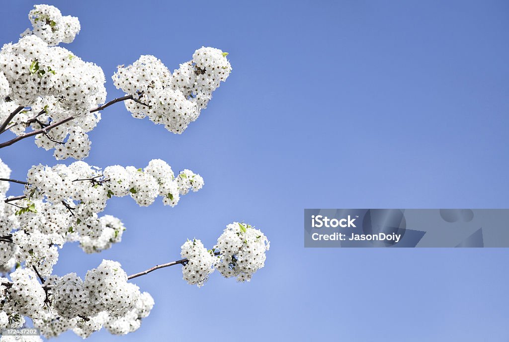 White Cherry Blossoms - Lizenzfrei 2000 Stock-Foto