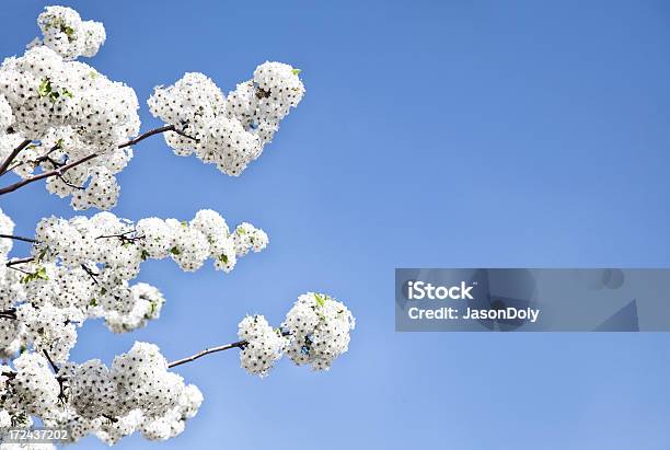 White Cherry Blossoms Stockfoto und mehr Bilder von 2000 - 2000, 2013, Ast - Pflanzenbestandteil