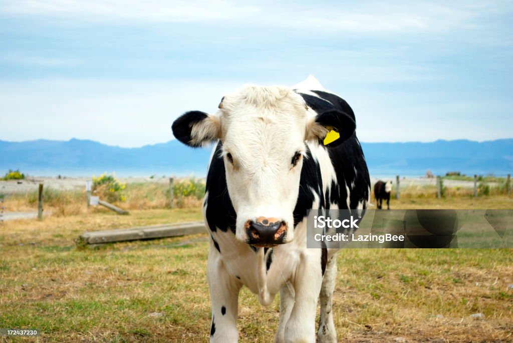 Cow in Rural Scene  New Zealand Stock Photo