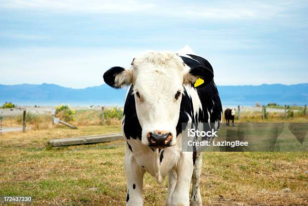 Cow In Rural Scene Stock Photo - Download Image Now - New Zealand, Farm, Agricultural Field