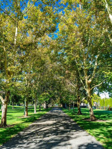 istock Tall city park trees in Boise with a sidewalk leading through 1724372421