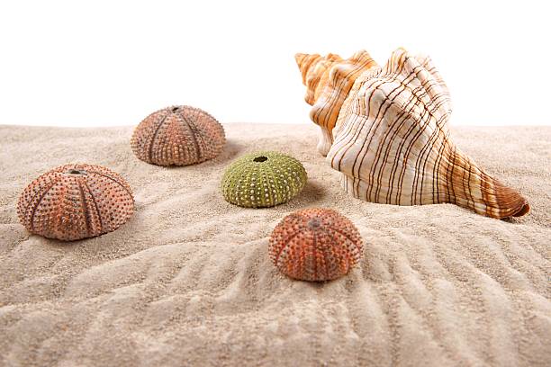 Shell and Dried Sea Urchins on the sand