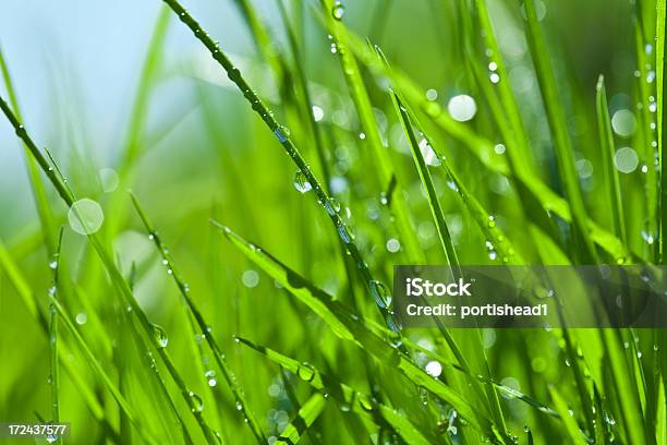 Zielona Trawa - zdjęcia stockowe i więcej obrazów Bez ludzi - Bez ludzi, Deszcz, Dzień