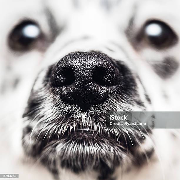 Hund Nase Nahaufnahme Stockfoto und mehr Bilder von Hund - Hund, Domestizierte Tiere, Einzelnes Tier