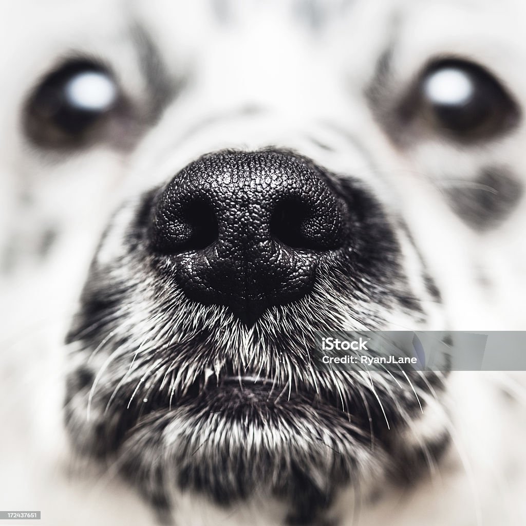 Собака нос, крупный план - Стоковые фото Собака роялти-фри