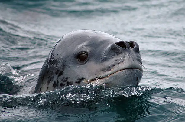 The head of a leopard seal coming up to breath. Leopard seals can be found in antarctic areas. He eats krill and penguins.