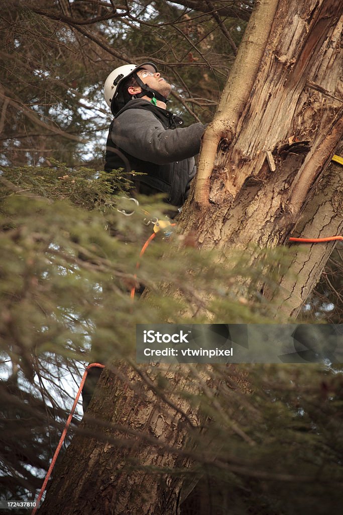 Escalada Arborist árbol - Foto de stock de Podar libre de derechos