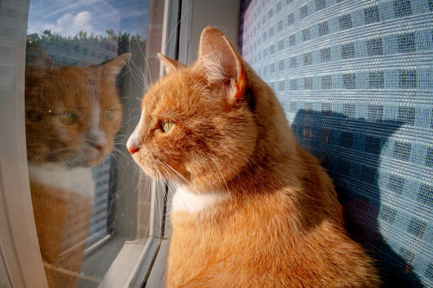 istock Domestic ginger cat looking out of a window 1724380014