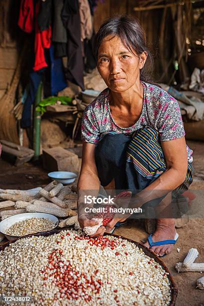 Mulheres Da Tribo De Colina Colheita De Milho No Norte Do Laos - Fotografias de stock e mais imagens de Adulto