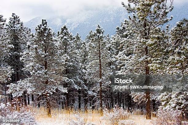 Neve Fresca - Fotografie stock e altre immagini di Ambientazione esterna - Ambientazione esterna, Area selvatica, Bellezza naturale