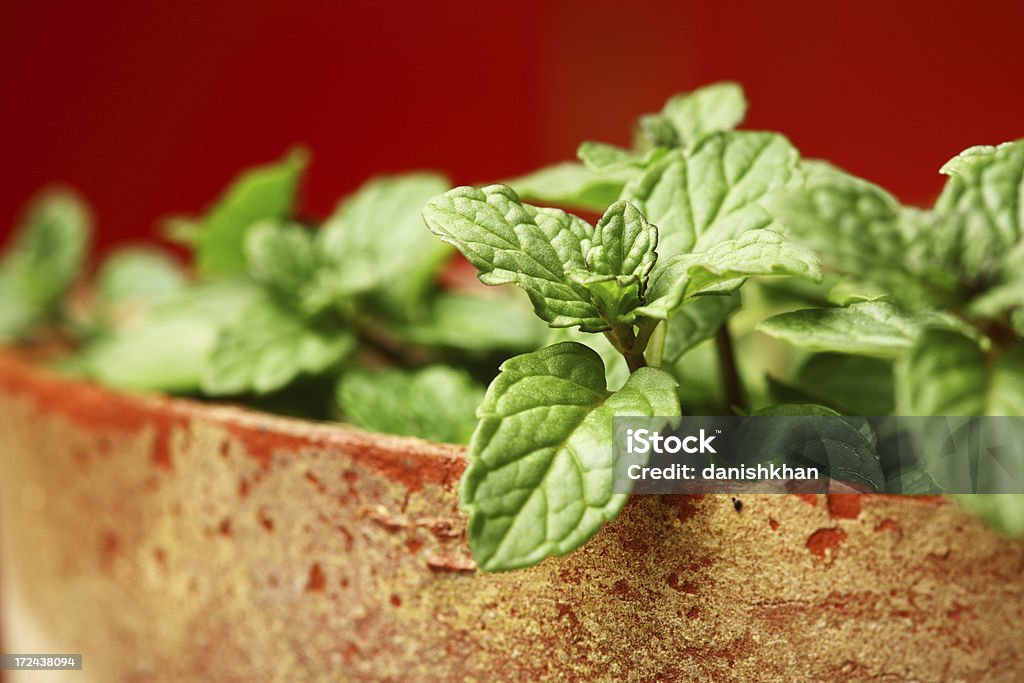 Mentha, menta in pentola cucina erbe del giardino - Foto stock royalty-free di Agricoltura