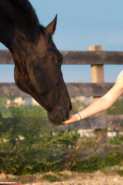 istock Horse Taking Treat From Trainer's Hand 172438136