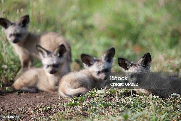 Bateared Fox Hunde Stockfoto und mehr Bilder von Löffelhund - Löffelhund, 2011, Fotografie