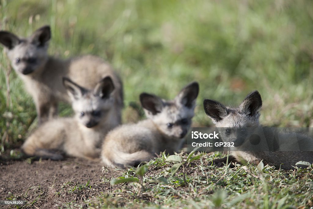 Murciélago con orejas fox las crías - Foto de stock de Zorro Delandi libre de derechos
