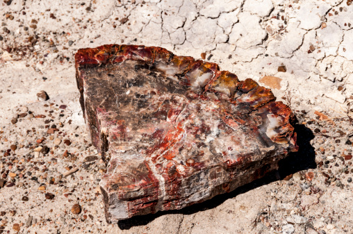 A wedge shaped slice of an ancient tree trunk that has been petrified and now lies in the sand of Petrified Forest National Park.