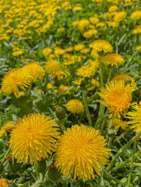 istock Yellow dandelion flowers on a green meadow in spring. 1724384431