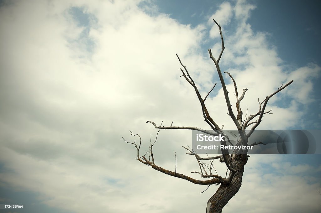 古い木に、ブルースカイ - からっぽのロイヤリティフリーストックフォト