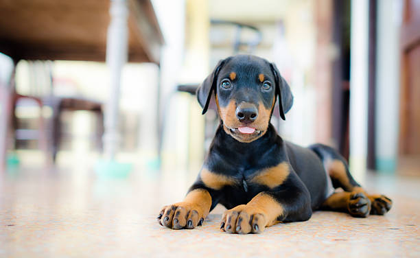 ポートレート、ドーベルマンピンシャー子犬 - security alertness canine pets ストックフォトと画像