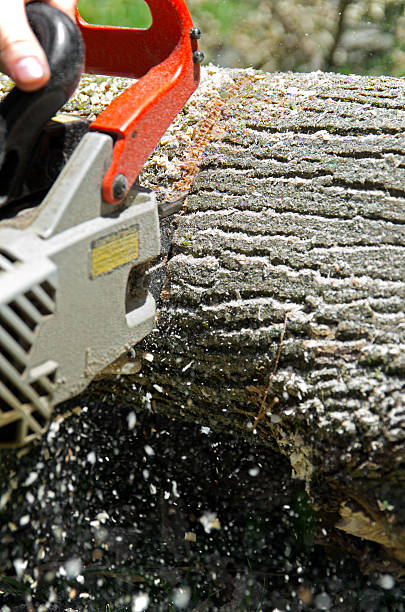 sierra de cadena en acción - chainsaw chain deciduous tree forester woodpile fotografías e imágenes de stock